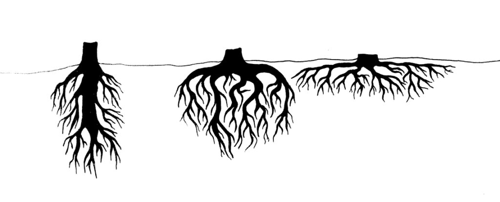 Darstellung der Wurzelsysteme