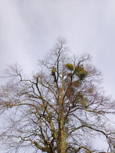 Bestandspflege an Altbäumen