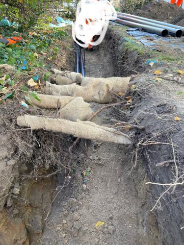 Ökologische Baubegleitung / Baumschutz auf Baustellen