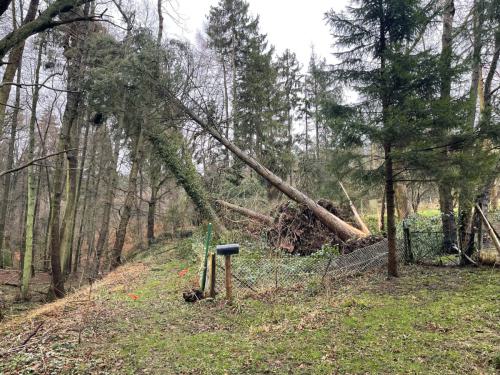 Beseitigung von Sturmschäden mittels Einsatz entsprechender Winden- und Gerätetechnik