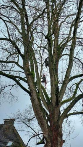 Bestandspflege an Altbäumen