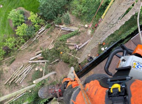 Fällungen von Schadbäumen unter beengten Verhältnissen